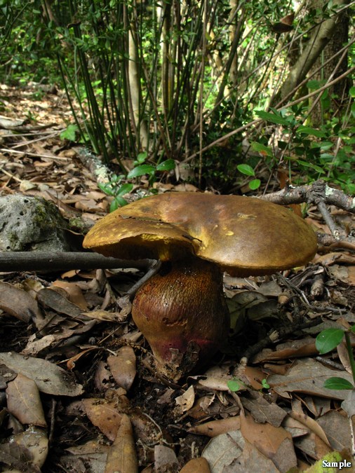 Boletus luridus lucido